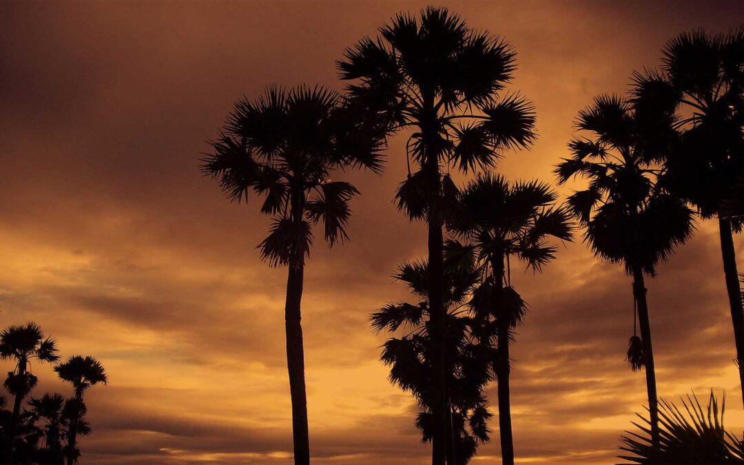 Openings for Our Thailand Program